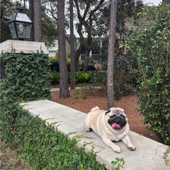 Meet your Posher, Madeline - Picture 3 of 15